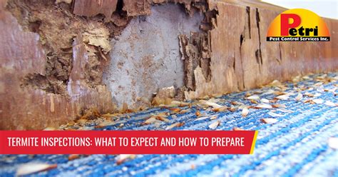 termite inspection what to expect